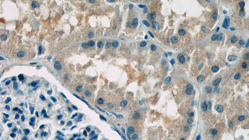 Immunohistochemistry of paraffin-embedded human kidney tissue slide using Catalog No:108302(ATP6AP1 Antibody) at dilution of 1:50 (under 40x lens)