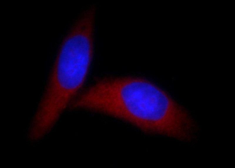 Immunofluorescent analysis of HepG2 cells, using HMGN1 antibody Catalog No:111486 at 1:25 dilution and Rhodamine-labeled goat anti-rabbit IgG (red). Blue pseudocolor = DAPI (fluorescent DNA dye).