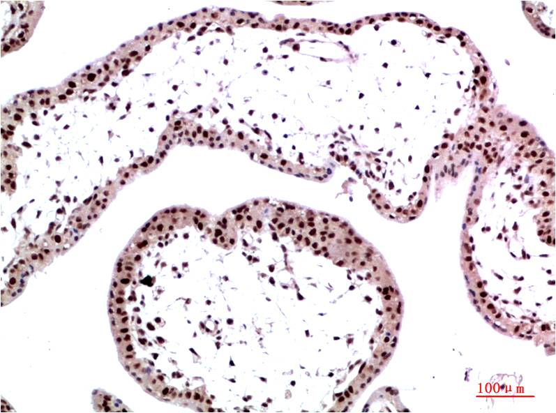 Immunohistochemical analysis of paraffin-embedded Human Placenta Tissue using HP-1γ  Mouse mAb diluted at 1:200.