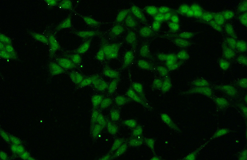 Immunofluorescent analysis of HEK-293 cells using Catalog No:112461(MAML3 Antibody) at dilution of 1:50 and Alexa Fluor 488-congugated AffiniPure Goat Anti-Rabbit IgG(H+L)