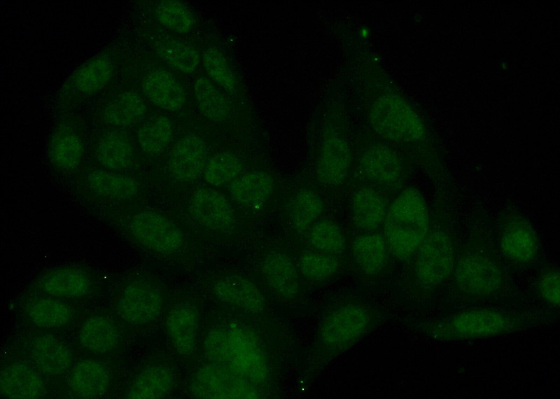 Immunofluorescent analysis of (10% Formaldehyde) fixed HeLa cells using Catalog No:116907(ZBTB1 Antibody) at dilution of 1:50 and Alexa Fluor 488-congugated AffiniPure Goat Anti-Rabbit IgG(H+L)