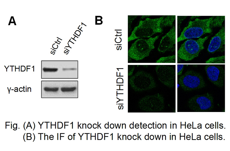 WB and IF result of YTHDF1 antibody (Catalog No:116894) with siRNA transfected HeLa cells.