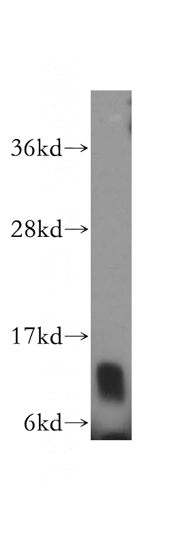 mouse testis tissue were subjected to SDS PAGE followed by western blot with Catalog No:110359(ERH antibody) at dilution of 1:300