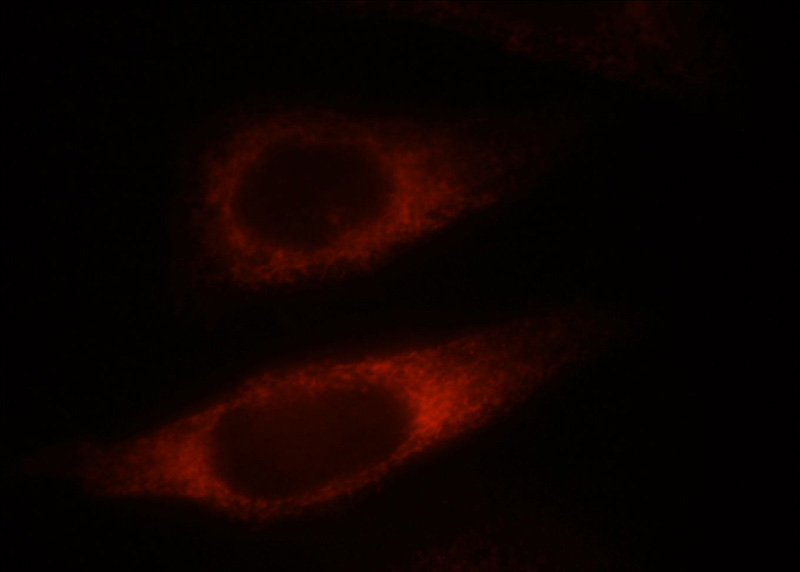 Immunofluorescent analysis of HepG2 cells, using NDRG4 antibody Catalog No:113058 at 1:25 dilution and Rhodamine-labeled goat anti-rabbit IgG (red).