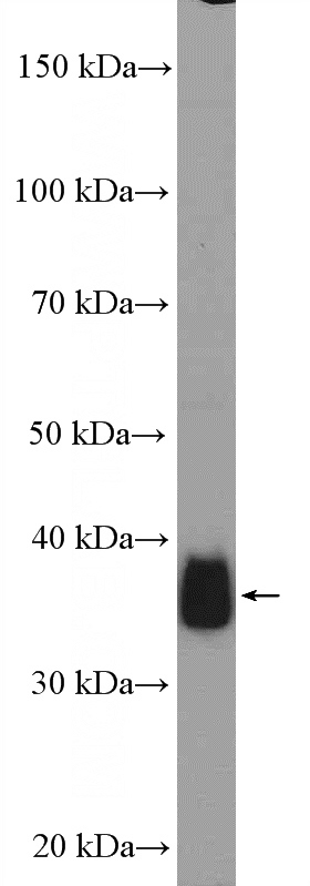 mouse liver tissue were subjected to SDS PAGE followed by western blot with Catalog No:111204(GRHPR Antibody) at dilution of 1:600