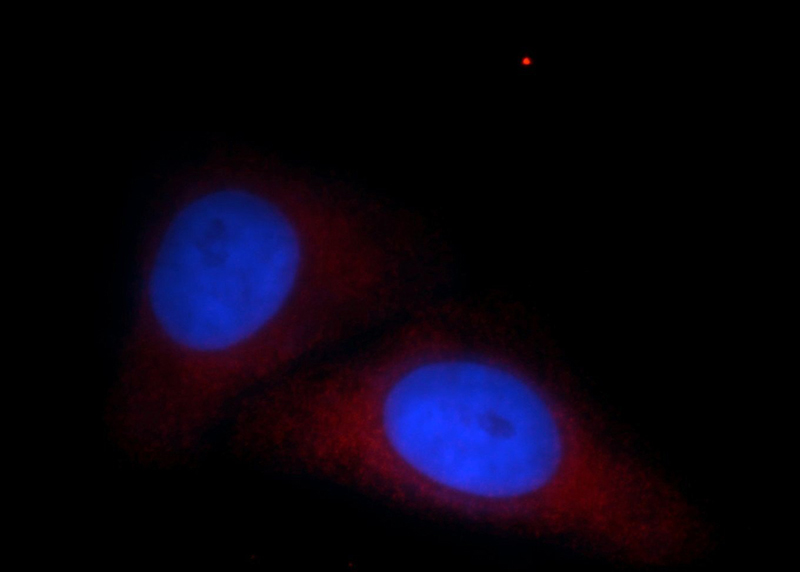 Immunofluorescent analysis of HepG2 cells, using LGTN antibody Catalog No:112213 at 1:25 dilution and Rhodamine-labeled goat anti-rabbit IgG (red). Blue pseudocolor = DAPI (fluorescent DNA dye).