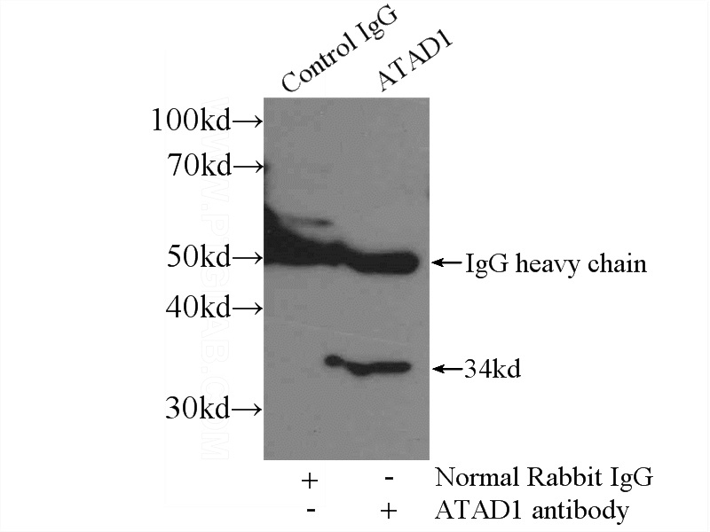 IP Result of anti-ATAD1 (IP:Catalog No:108276, 3ug; Detection:Catalog No:108276 1:300) with mouse brain tissue lysate 4000ug.