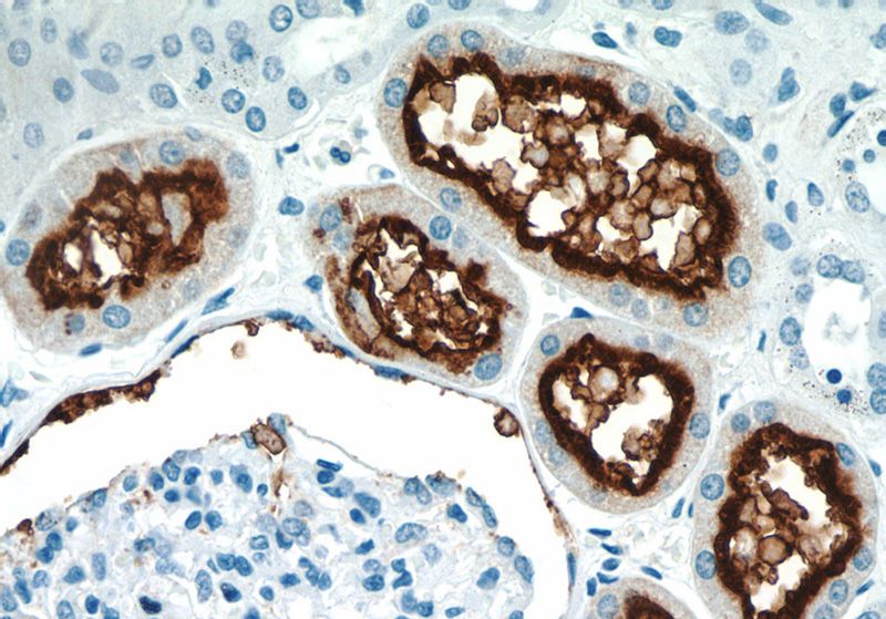 Immunohistochemistry of paraffin-embedded human kidney tissue slide using Catalog No:109046(ANPEP Antibody) at dilution of 1:50 (under 40x lens)