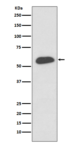 Western blot analysis of IRF5 expression in THP-1 cell lysate.
