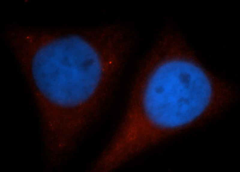 Immunofluorescent analysis of HepG2 cells, using GYS1 antibody Catalog No:111321 at 1:50 dilution and Rhodamine-labeled goat anti-rabbit IgG (red). Blue pseudocolor = DAPI (fluorescent DNA dye).
