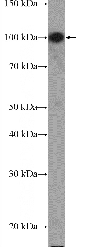 A549 cells were subjected to SDS PAGE followed by western blot with Catalog No:112390(MAGED1 Antibody) at dilution of 1:1000