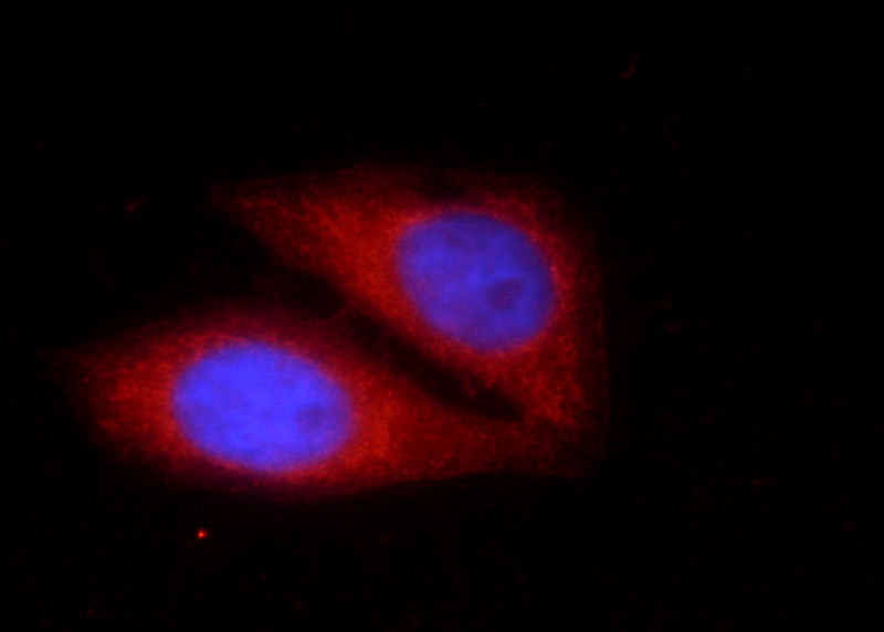 Immunofluorescent analysis of HepG2 cells using Catalog No:112037(C6orf221 Antibody) at dilution of 1:25 and Rhodamine-Goat anti-Rabbit IgG