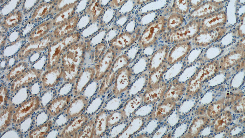 Immunohistochemistry of paraffin-embedded human kidney tissue slide using Catalog No:110522(FANCL Antibody) at dilution of 1:50 (under 10x lens)