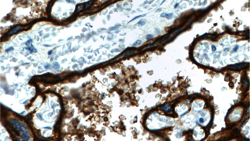 Immunohistochemistry of paraffin-embedded human placenta tissue slide using Catalog No:107882(ALPPL2 Antibody) at dilution of 1:200 (under 40x lens).