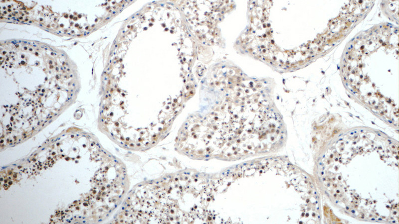 Immunohistochemistry of paraffin-embedded human testis tissue slide using Catalog No:111736(IL31 Antibody) at dilution of 1:50 (under 10x lens)