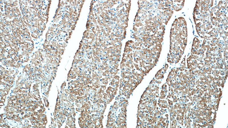 Immunohistochemical of paraffin-embedded human heart using Catalog No:115175(SGSM3 antibody) at dilution of 1:100 (under 10x lens)