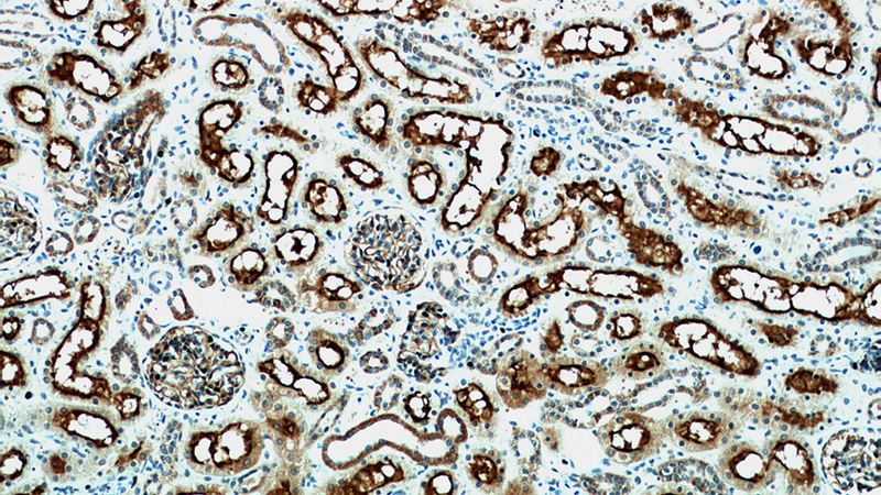 Immunohistochemical of paraffin-embedded human kidney using Catalog No:112693(MME,CD10 antibody) at dilution of 1:50 (under 10x lens)