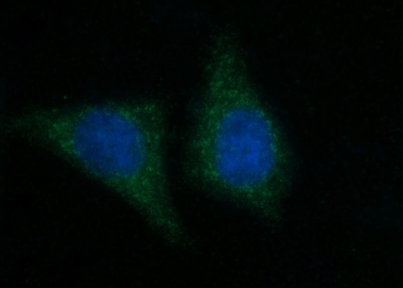 Immunofluorescent analysis of HepG2 cells using Catalog No:116130(TIMM13 Antibody) at dilution of 1:50 and Alexa Fluor 488-congugated AffiniPure Goat Anti-Rabbit IgG(H+L)