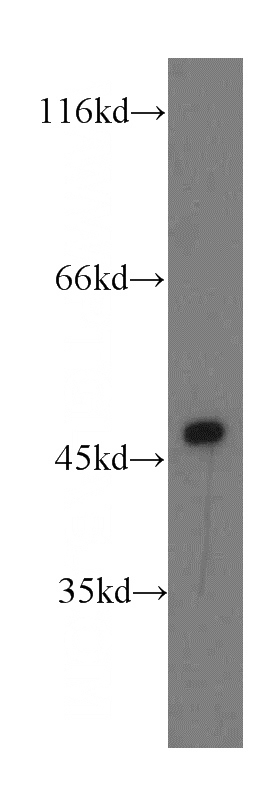 HEK-293 cells were subjected to SDS PAGE followed by western blot with Catalog No:113167(NFYA antibody) at dilution of 1:200
