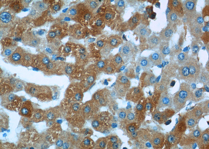 Immunohistochemistry of paraffin-embedded human liver tissue slide using Catalog No:112137(KTELC1 Antibody) at dilution of 1:50 (under 40x lens)