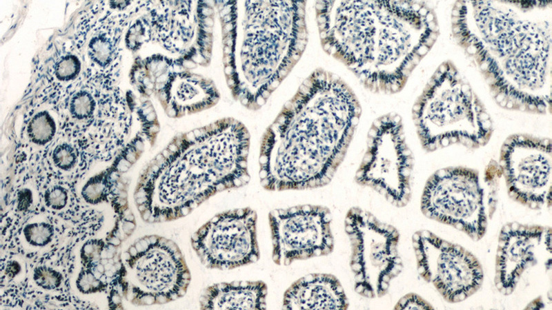 Immunohistochemistry of paraffin-embedded human small intestine slide using Catalog No:108542(BTG2 Antibody) at dilution of 1:50