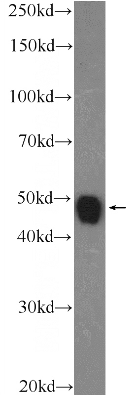 mouse brain tissue were subjected to SDS PAGE followed by western blot with Catalog No:113225(NPTX2 Antibody) at dilution of 1:600