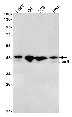 Western blot detection of JunB in K562,C6,3T3,Hela cell lysates using JunB Rabbit pAb(1:1000 diluted).Predicted band size:36kDa.Observed band size:42,43kDa.