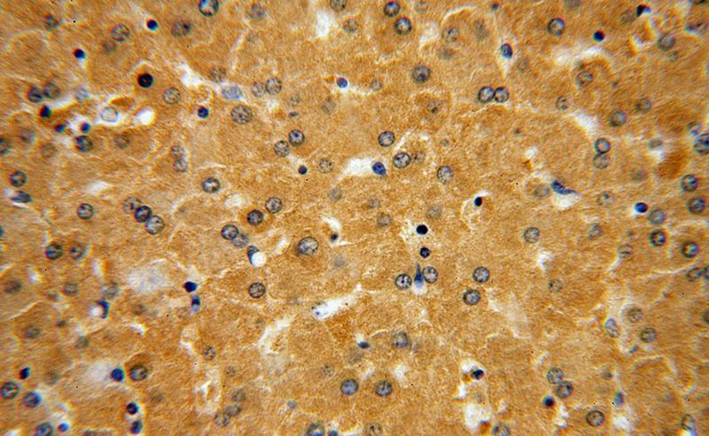 Immunohistochemical of paraffin-embedded human liver using Catalog No:114767(RNH1 antibody) at dilution of 1:50 (under 40x lens)