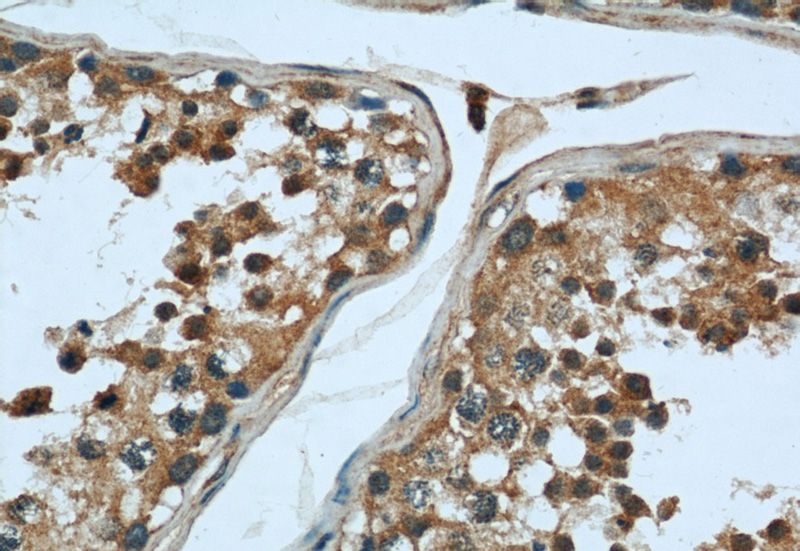 Immunohistochemical of paraffin-embedded human testis using Catalog No:108833(CAPN1 antibody) at dilution of 1:50 (under 40x lens)