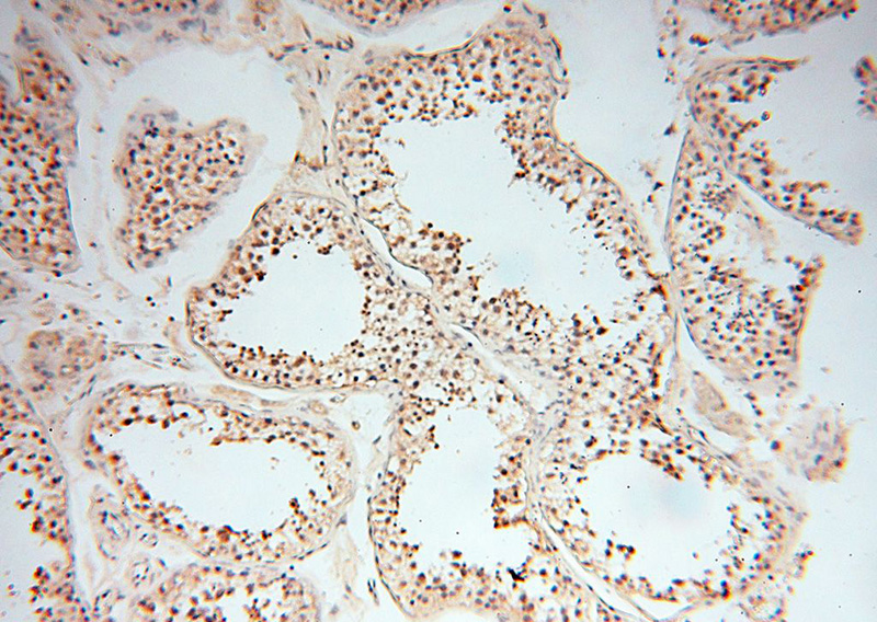 Immunohistochemical of paraffin-embedded human testis using Catalog No:112112(KPNA1 antibody) at dilution of 1:100 (under 10x lens)