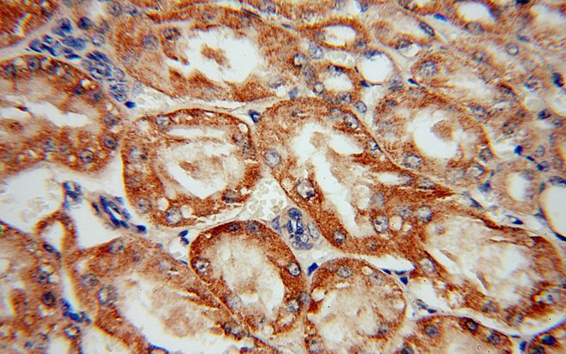 Immunohistochemical of paraffin-embedded human kidney using Catalog No:115022(SCUBE3 antibody) at dilution of 1:50 (under 40x lens)