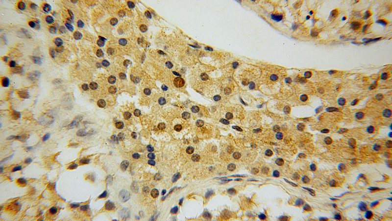 Immunohistochemical of paraffin-embedded human testis using Catalog No:113454(NXN antibody) at dilution of 1:50 (under 40x lens)