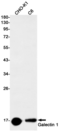 Western blot detection of Galectin 1 in CHO-K1,C6 cell lysates using Galectin 1 Rabbit mAb(1:1000 diluted).Predicted band size:15kDa.Observed band size:15kDa.