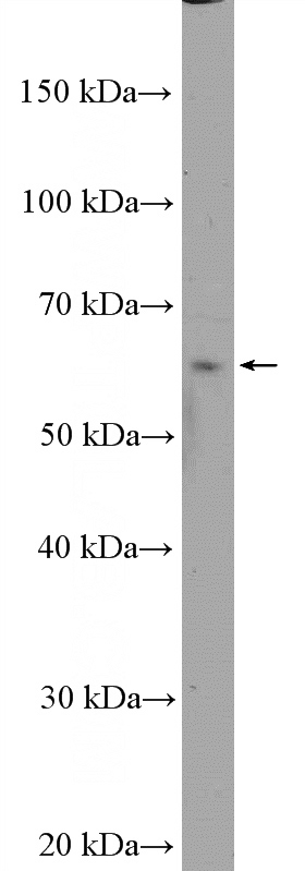 HepG2 cells were subjected to SDS PAGE followed by western blot with Catalog No:116252(TOR1AIP2 Antibody) at dilution of 1:300