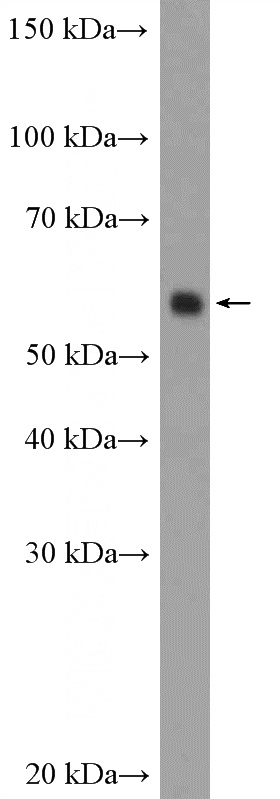 NIH/3T3 cells were subjected to SDS PAGE followed by western blot with Catalog No:108207(ARX Antibody) at dilution of 1:300