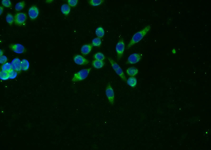 Immunofluorescent analysis of BxPC-3 cells using Catalog No:107583(AMY2A Antibody) at dilution of 1:25 and Alexa Fluor 488-congugated AffiniPure Goat Anti-Mouse IgG(H+L)