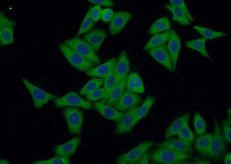 Immunofluorescent analysis of HepG2 cells using Catalog No:113553(P53 Antibody) at dilution of 1:50 and Alexa Fluor 488-congugated AffiniPure Goat Anti-Rabbit IgG(H+L)