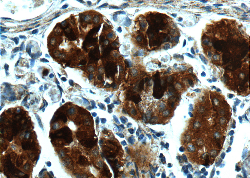 Immunohistochemistry of paraffin-embedded human stomach tissue slide using Catalog No:111123(GPR21 Antibody) at dilution of 1:100 (under 40x lens).