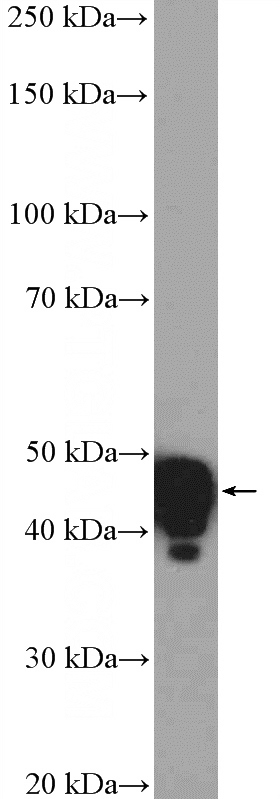 mouse liver tissue were subjected to SDS PAGE followed by western blot with Catalog No:110992(NESP55,GNAS Antibody) at dilution of 1:1000
