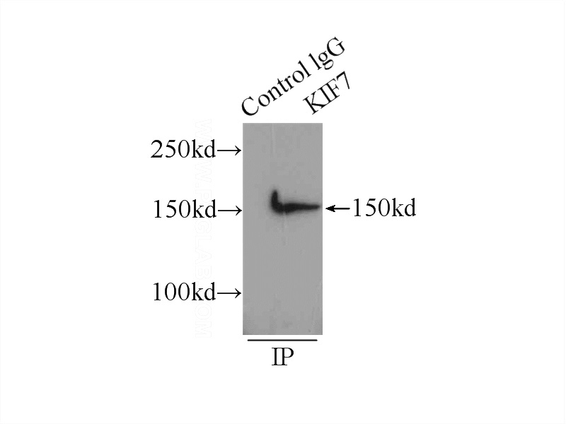 IP Result of anti-KIF7 (IP:Catalog No:112051, 5ug; Detection:Catalog No:112051 1:500) with HEK-293 cells lysate 1760ug.