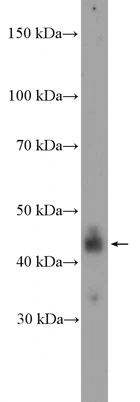 HepG2 cells were subjected to SDS PAGE followed by western blot with Catalog No:113160(NFKBIL1 Antibody) at dilution of 1:1000