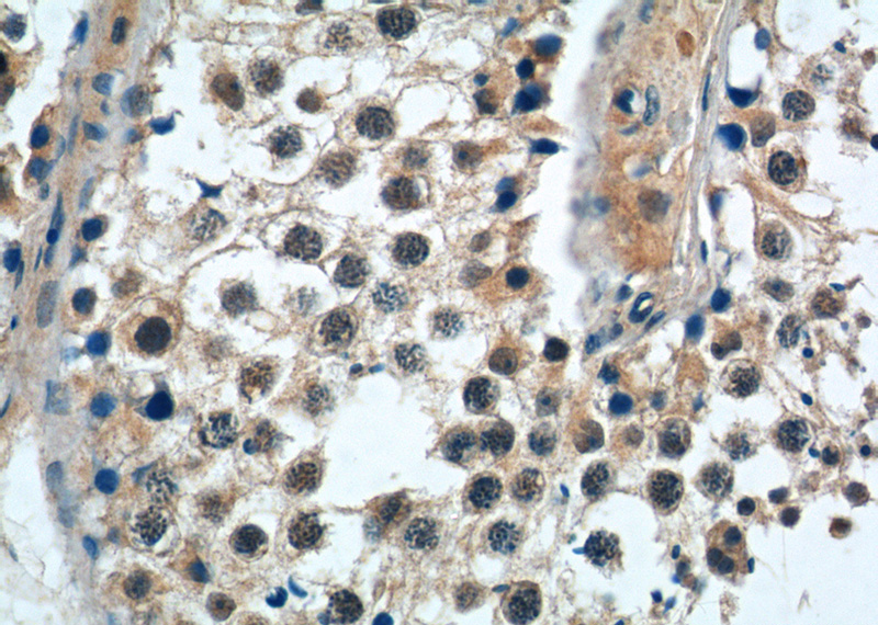Immunohistochemistry of paraffin-embedded human testis tissue slide using Catalog No:113174(NGRN Antibody) at dilution of 1:50 (under 40x lens)