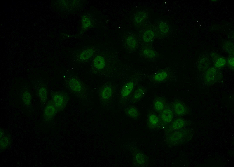 Immunofluorescent analysis of (-20oc Ethanol) fixed MCF-7 cells using Catalog No:112656(MEPCE Antibody) at dilution of 1:50 and Alexa Fluor 488-congugated AffiniPure Goat Anti-Rabbit IgG(H+L)