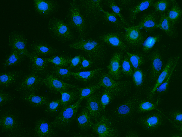 OLFM4 / GW112 Antibody, Mouse MAb, Immunofluorescence