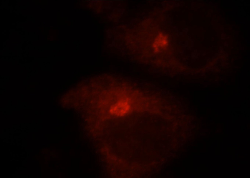 Immunofluorescent analysis of HepG2 cells, using GOLGA3 antibody Catalog No:111043 at 1:25 dilution and Rhodamine-labeled goat anti-rabbit IgG (red).