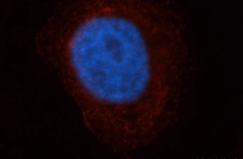 Immunofluorescent analysis of HepG2 cells, using NAPB antibody Catalog No:112947 at 1:50 dilution and Rhodamine-labeled goat anti-rabbit IgG (red). Blue pseudocolor = DAPI (fluorescent DNA dye).