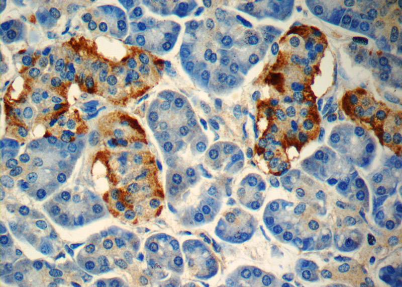 Immunohistochemistry of paraffin-embedded human pancreas slide using Catalog No:113710(PYY Antibody) at dilution of 1:50