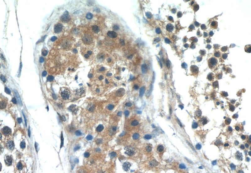 Immunohistochemistry of paraffin-embedded human testis tissue slide using Catalog No:113601(PASK Antibody) at dilution of 1:50 (under 40x lens)