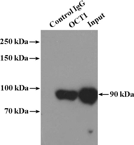 IP Result of anti-POU2F1 (IP:Catalog No:113469, 4ug; Detection:Catalog No:113469 1:300) with HeLa cells lysate 1600ug.