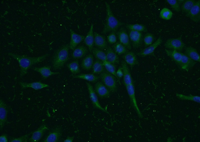 Immunofluorescent analysis of PC-3 cells using Catalog No:112621(MIG6; ERRFI1 Antibody) at dilution of 1:50 and Alexa Fluor 488-congugated AffiniPure Goat Anti-Rabbit IgG(H+L)